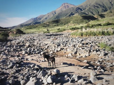 FAMILIES CHRISTMAS TRADITIONS IN ARGENTINA WITH INES