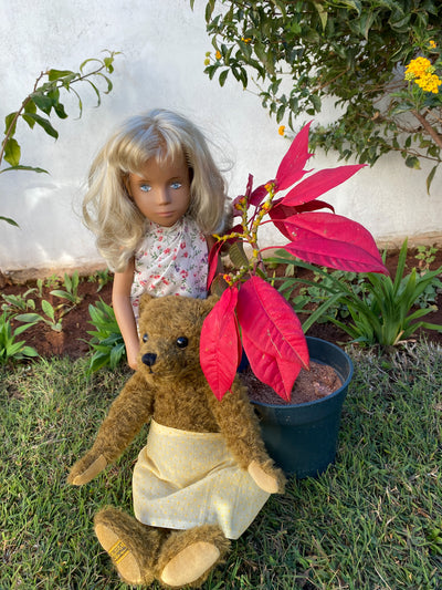 THE ADVENTURES OF CHARLOTTE & BURLINGTON - CHAPTER 2 : Discovering Madagascar